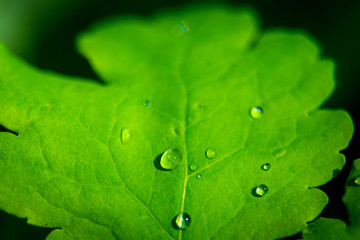 Green leaf with drops of water