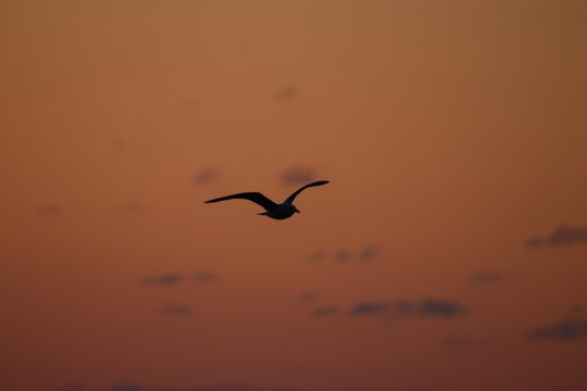 seagull silhouette at sunset