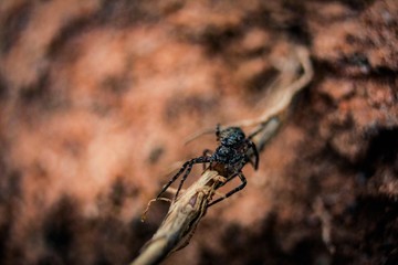 spider on the ground