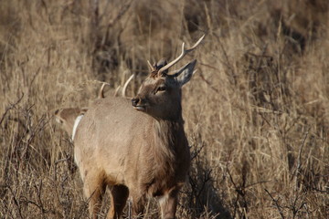 deer with only one horn