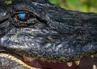 What a nice blue sky in your eye!