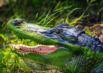 An alligator looking like it is having a good laugh!