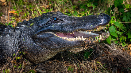 A happy alligator enjoying the sunshine!