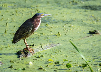 Green Heron on a floating log in Brazos Bend State Park!