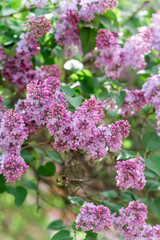 Blooming lilac bushes.