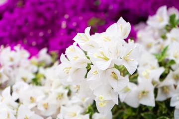 Obraz na płótnie Canvas Violet bougainvillea flower. Bright saturated color close up