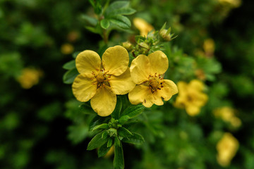 Obraz premium yellow potentilla flowers are in the park
