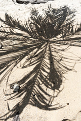 The shadow of a palm tree on a sandy beach. Vacation concept by the sea