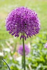 Fototapeta premium A giant onion flower in full bloom