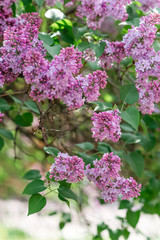 Blooming lilac bushes.