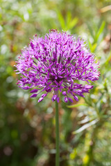 A Giant Onion Flower in Full Bloom