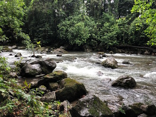 Naklejka na ściany i meble River with Rocks in Rainforest