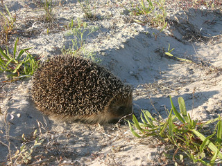 adult hedgehog in the wild nature