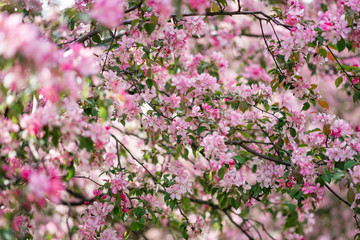 Blooming pink trees.
