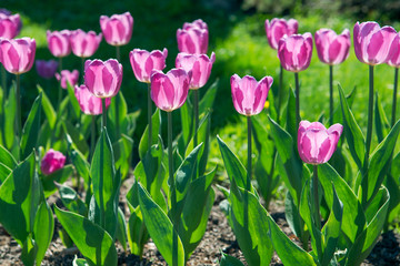 blooming tulip flowers in the park