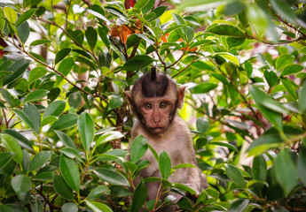 Baby Monkey in Bali