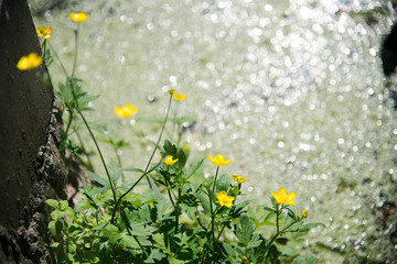 yellow wildflowers on a swamp background