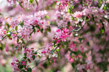 Blooming pink trees.