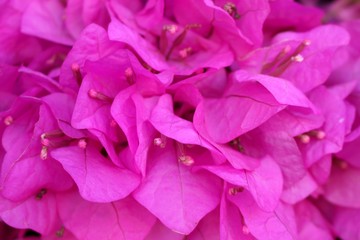 beautiful purple blossom of a bougainvillea flowers