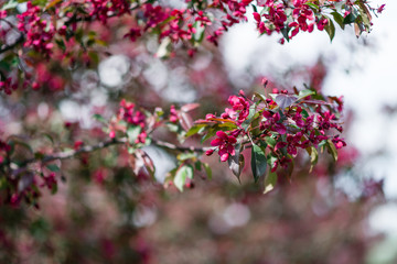 Blooming pink trees.