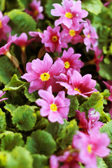 lot of pink phlox flowers