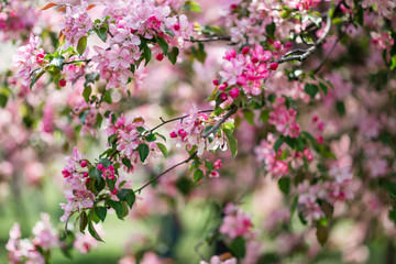 Blooming pink trees.