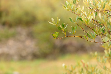 Olive tree branches in selective focus with sunlight. Light spring background. Agricultural food background. Positive background. Sunlight background.Bio healthy food concept. Atmospheric horizontal