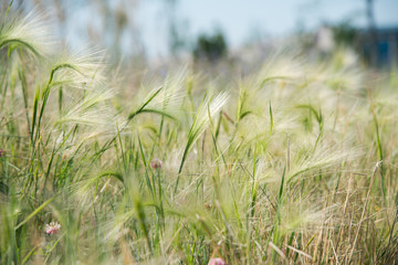 young green feather grass in the sunlight
