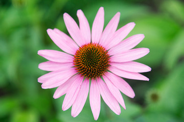 Fototapeta premium beautiful pink echinacea flower close-up