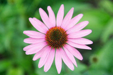 beautiful pink echinacea flower close-up