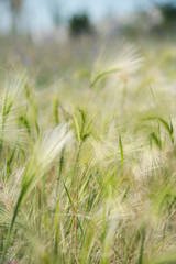 young green feather grass in the sunlight