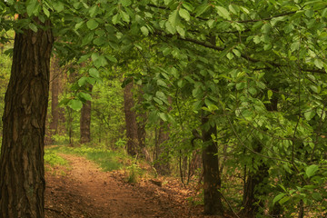 ścieżka w lesie © pinus25