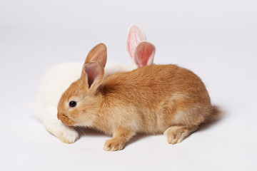 A small white and fluffy rabbit is hidden behind a sitting beautiful orange rabbit who is sitting on a white isolated background and looking in different directions
