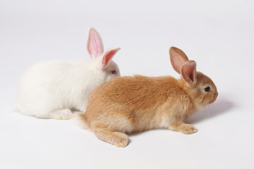 A small white and fluffy rabbit is hidden behind a sitting beautiful orange rabbit who is sitting...