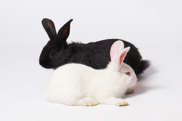 Two small and beautiful rabbits white and black lie on a white isolated background and look in different directions