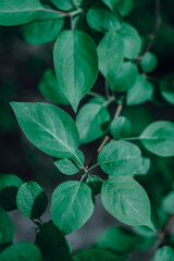 leaves of a young apple tree