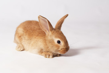 Little orange fluffy rabbit lies on a white isolated background and looks to the side