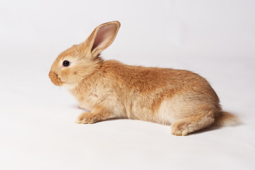 Little orange beautiful rabbit lies on the floor and looks sideways on a white isolated background