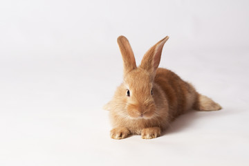 Little orange beautiful rabbit lies on the floor and look straight on a white isolated background