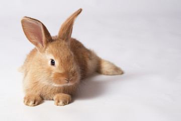 Little orange beautiful fluffy rabbit lies on the floor and looking away on a white isolated background
