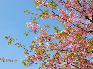 桜の花
