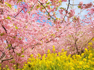 桜と菜の花
