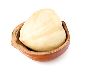hazelnut isolated on white background macro