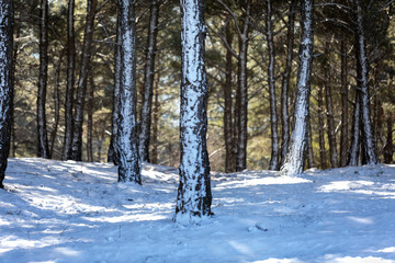 snowy pine tree and details