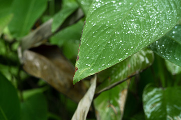 Raindrops on a green leaf. Natural hydration of plants.