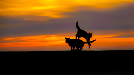 Fototapeta na wymiar kangaroo at sunset