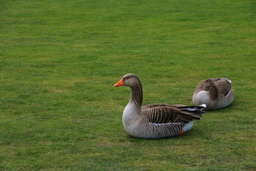 Two urban, wild geese relaxing on a green lawn in the middle of Hyde Park in London, United Kingdom.