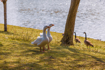 geese in the park