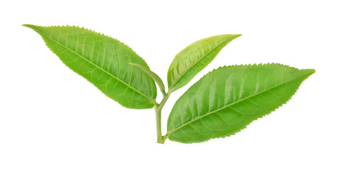 Top view of Green tea leaf isolated on white background