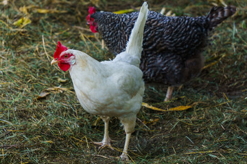Hens of various breeds in the village on the nature. White curious chicken.